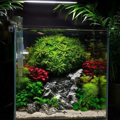 Planted aquarium step by step) originally i was just going to. Nano Cube Aquascaping Ideas Aquascape Paludarium Blog in ...