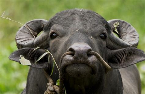 Meet The Buffalypso A Beast Of Burden Thats Truly Trini To De Bone