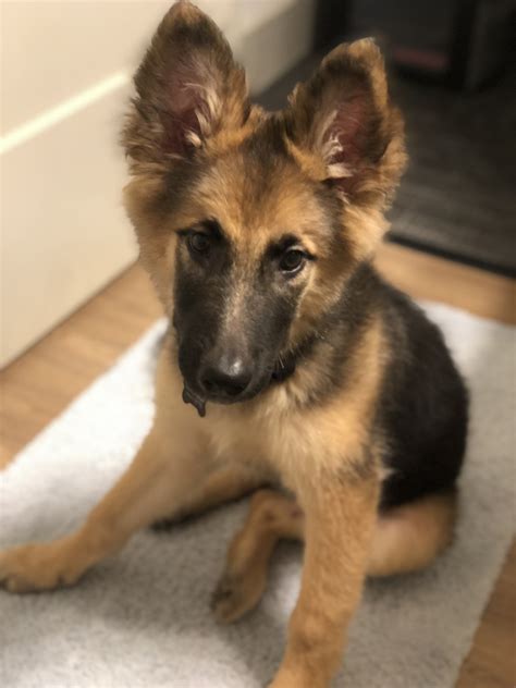 However, this courageous and dependable dog. German Shepherd Puppies For Sale | Raleigh, NC #284681