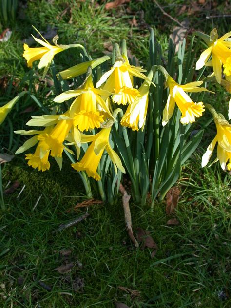 Narcissus Lobularis Narcissus Pseudonarcissuslent Lily Wild Daffodil