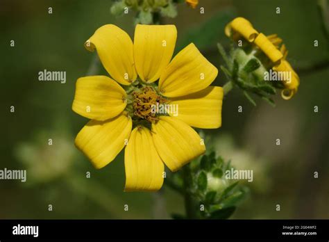 Engelmann Daisy Hi Res Stock Photography And Images Alamy