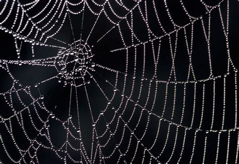 How Spider Webs Achieve Their Strength Spider Silk Web Help Spider