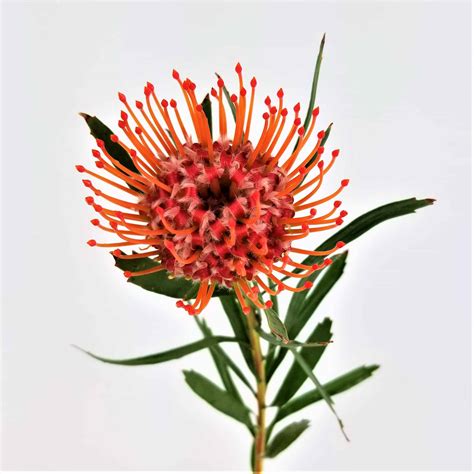Protea Pincushion Red Wholesale Bulk Flowers Cascade Floral