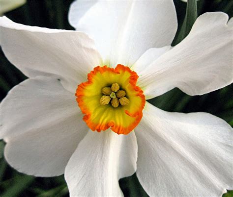 Flower Narcissus Poeticus Flowers Flowerspad