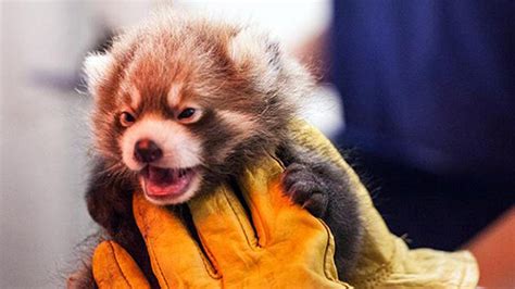 Lincoln Park Zoos Red Panda Cubs Named With Nod To