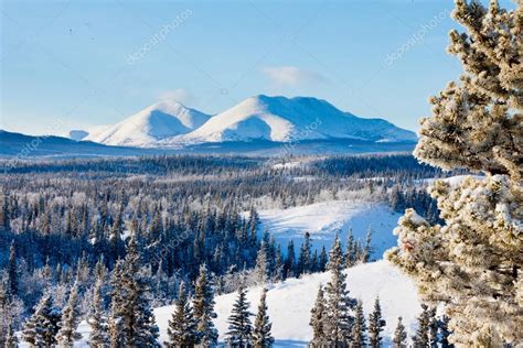 Taiga Winter Snow Landscape Yukon Territory Canada Stock Photo By