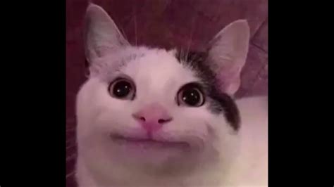 Smiling Cat Meme 2 0 Youtube