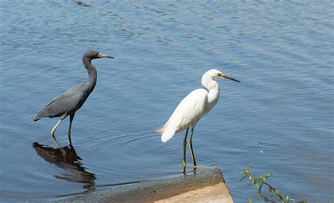 Little Blue Heron And Snowy Egret Photograph By Zina Stromberg Fine