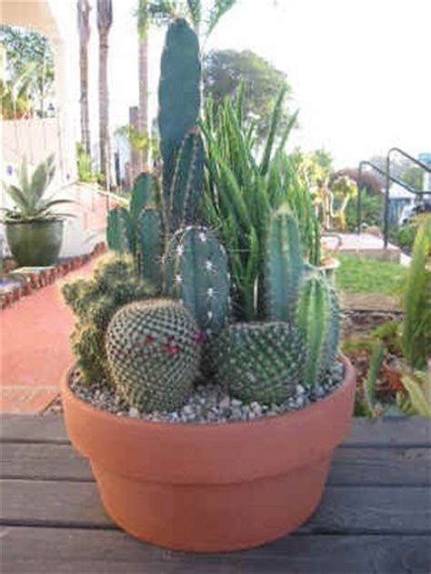 The clay trays used for bonsai are always a good start. 7 best images about desert sands on Pinterest | Gardens ...