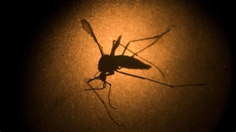 Chile Confirms First Sexually Transmitted Case Of Zika Virus Fox News