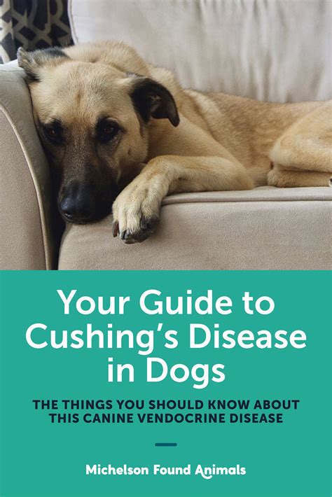 Your Guide To Cushings Disease In Dogs Cushing Disease Cushings
