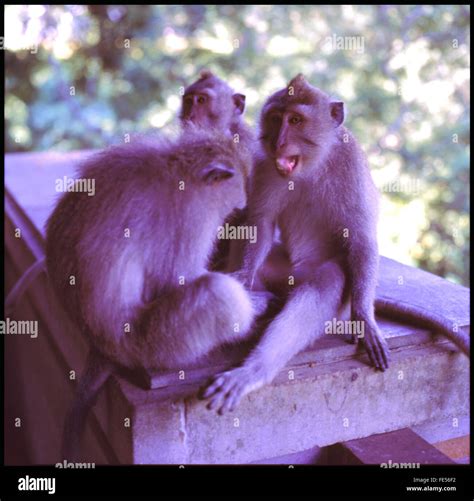 Close Up Portrait Of Two Monkeys Stock Photo Alamy