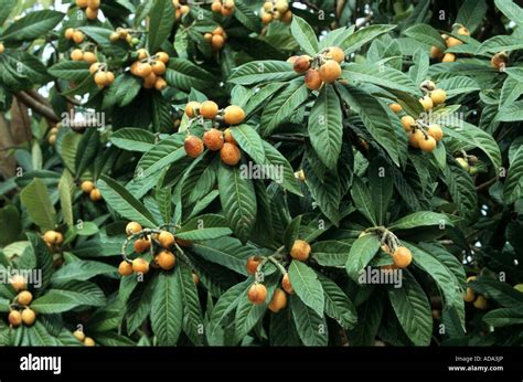 Loquat Japanese Plum Eriobotrya Japonica Mature Fruits Stock Photo