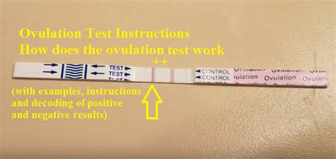 How Does The Ovulation Test Work All About The Positive Test