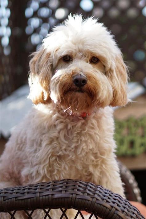 15 Best Mixed Breed Dogs 15 Cutest Mixed Breed Dogs List