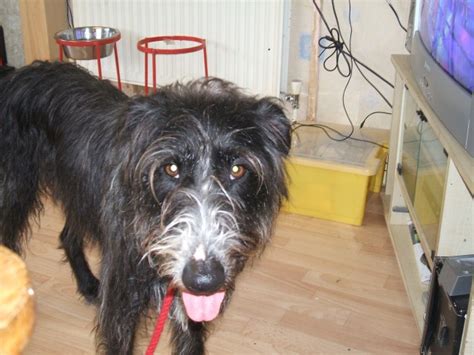 Charlotte 5 Year Old Bearded Collie Cross Whippet Available For Adoption