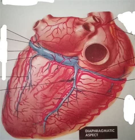 Coronary Arteries And Veins B Diagram Quizlet