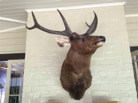 85cm X 110cm Deer Head With Antlers Natural History Industry