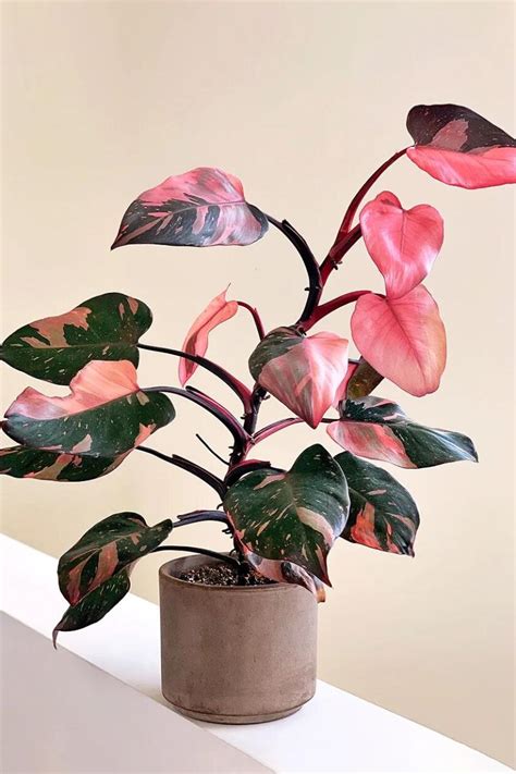 Beautiful Pink Houseplants Youll Love To Have In Your Collection