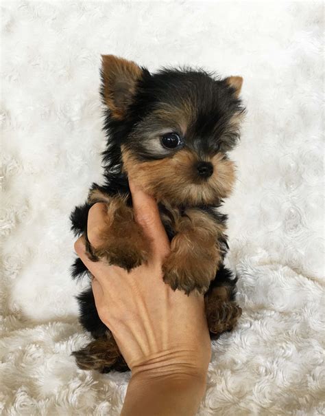 White pomeranian puppies are our speciality! Micro Teacup Yorkie puppy - iheartteacups.com | iHeartTeacups