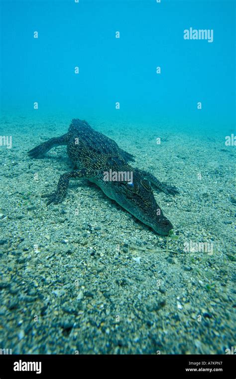 Juvenile Saltwater Indo Pacific Crocodile Crocodylus Porosus Papua New