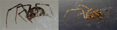 The 20 Common Spiders Found In Minnesota Id Guide Bird Watching Hq