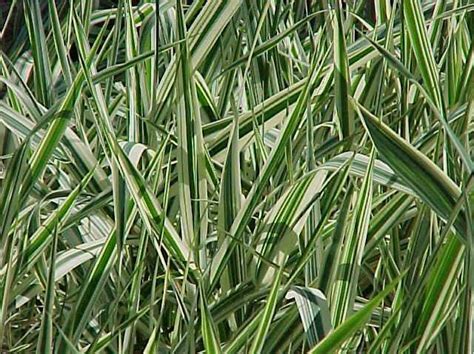 Reed Canary Grass 1 Gal