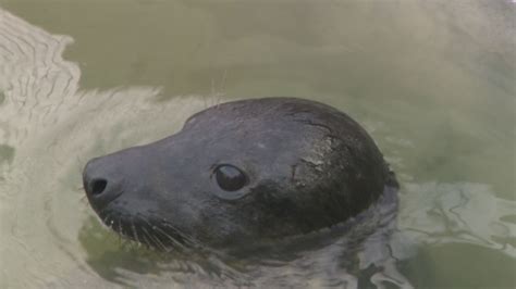 Seal Pup Rescued After Swallowing Plastic Bag Itv News West Country