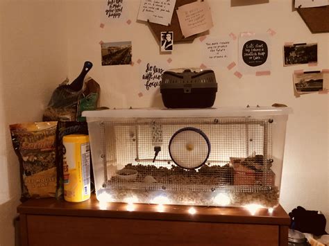 Check spelling or type a new query. Mowgli's DIY bin cage with some added sparkle can't wait to take my mouse home!! | Hamster cages ...