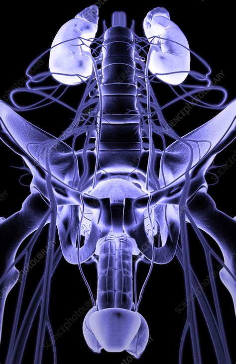 Nerve Supply Of The Urinary System Stock Image F0021774 Science