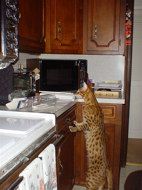 They can vary from 13 to 16 inches in height and 8 to 15 pounds in weight. Savannah Cat Full Grown | Savannahs - Savannah Cat ...