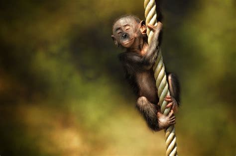 Monkey Chango Mono Simio By Borja35 Flickr