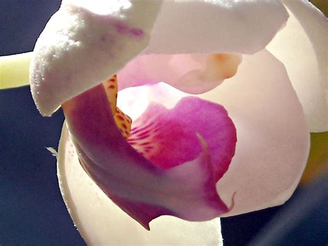 Check spelling or type a new query. opening.. new beginning to the ... | Flowers, Rose, New ...