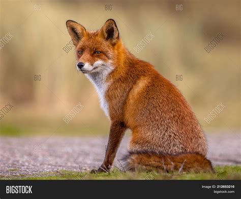 Red Fox Sitting Image Photo Free Trial Bigstock