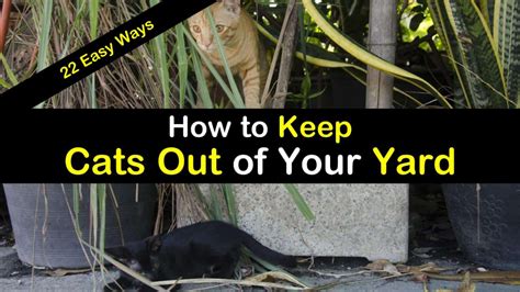 She also uses the front pot where i if a cat strays into your garden, couldn't you just trap it and take it to an animal shelter? How to Keep Cats Out of Your Yard - 22 Easy Ways | Cat ...