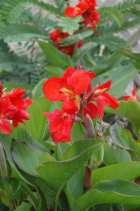 Tropical Red Canna Canna Tropical Red In Wilmington