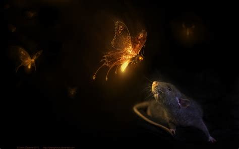 Black Rat With Two Firefly Hd Wallpaper Wallpaper Flare