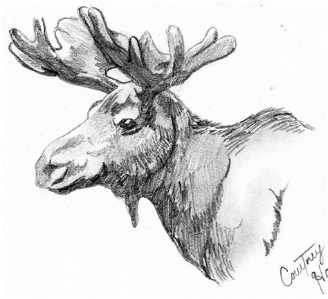 Moose Quick Sketch By Passiononpaper On Deviantart Moose Illustration