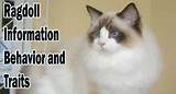 Images of Ragdoll Cat Health Problems
