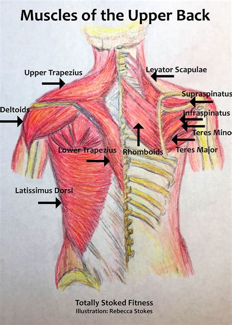 Shoulder Neck Muscle Diagram Anatomy Of The Human Shoulder Joint