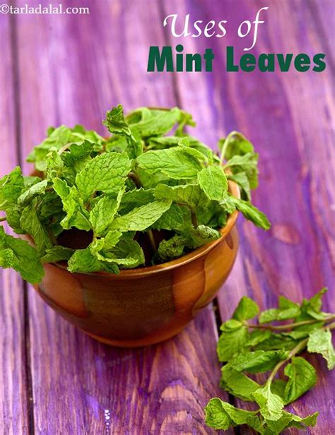 Uses Of Mint Leaves Pudina In Indian Cooking Recipes