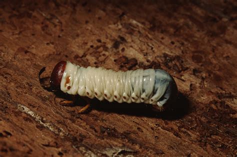 Scarab Beetle Pupa Grub Stock Photo Download Image Now Cicada Usa