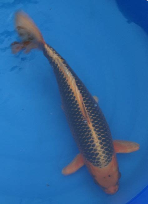29 Asagi Koi ideas | koi, koi carp, koi fish