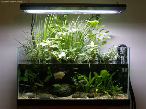 A Riparium With The Best Of Both Worlds Fish Tank Plants