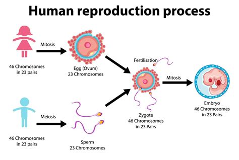 Diagram Showing Human Reproduction Process Stock Vector Illustration