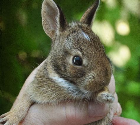 They will think that there are large animals on your garden so they will not go near it. Tips To Keep Rabbits Away Fom A Vegetable Garden | Garden ...