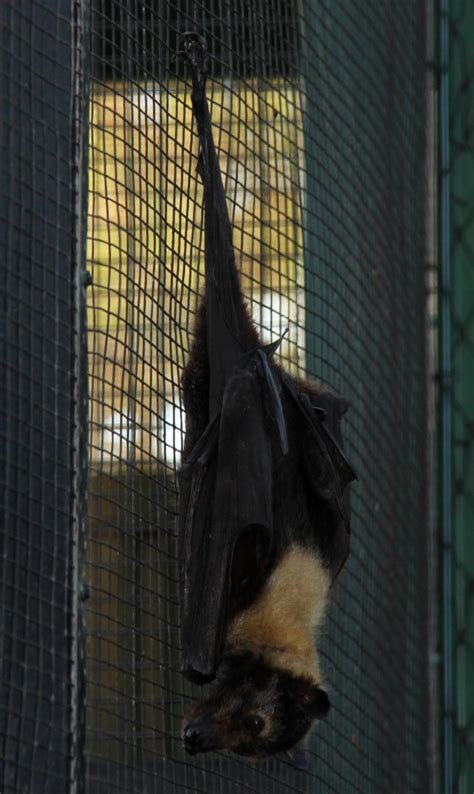Spectacled Flying Fox Pteropus Conspicillatus Zoochat