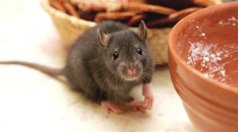 What Do Rats Eat A Guide To Houston Rodents And Their Feeding Habits