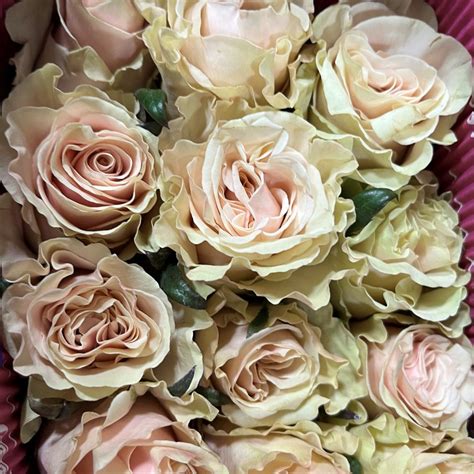 Pink Mondial Roses Florabundance Wholesale Flowers