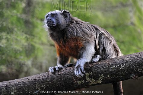 Minden Pictures White Footed Tamarin Saguinus Leucopus Colombia